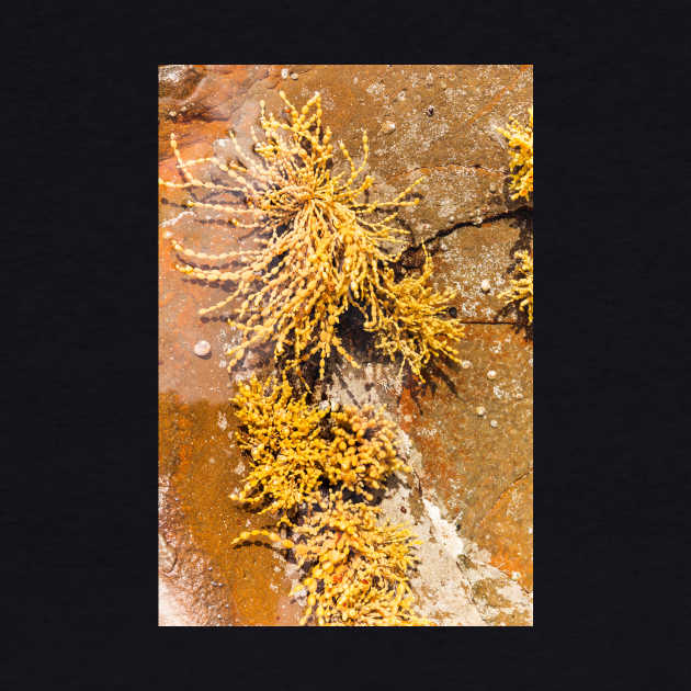 Yellow Sea Weed Growing In Shallow Rock Pool by textural